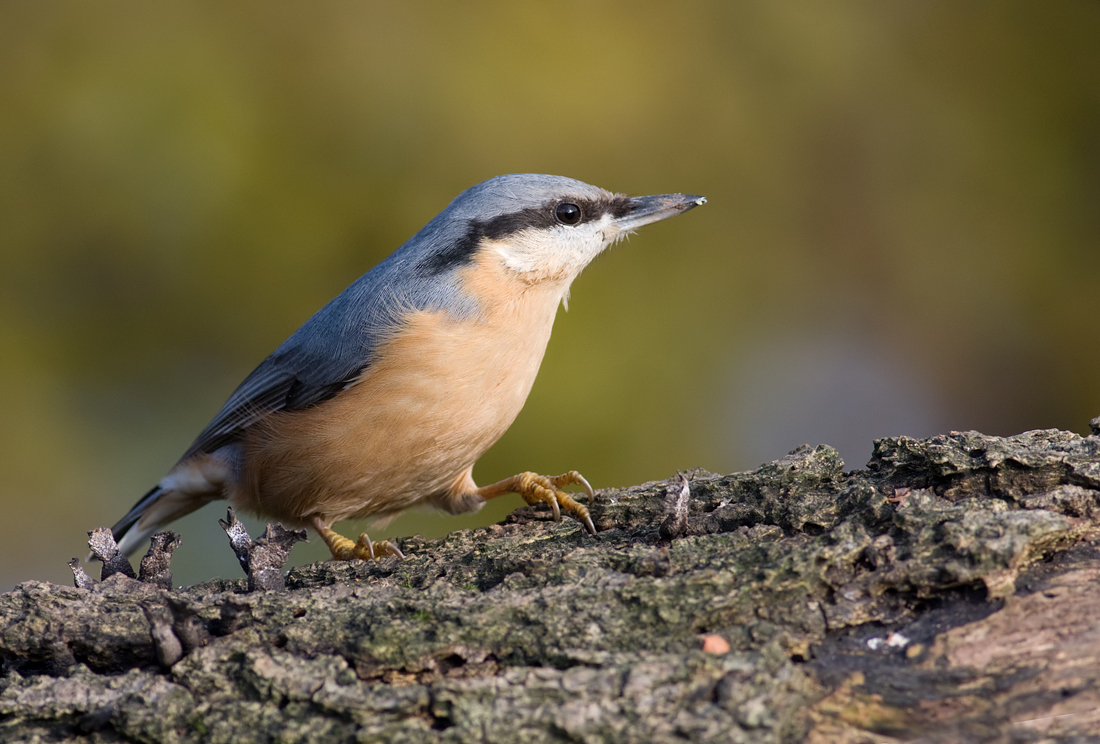 Nuthatch 1 